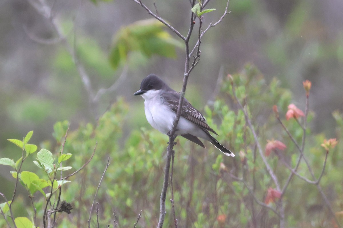 Eastern Kingbird - David Nelson