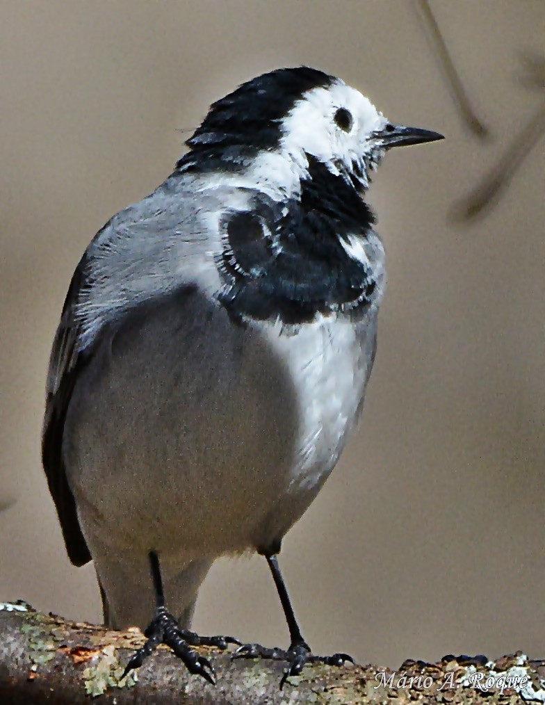 White Wagtail - ML619228258