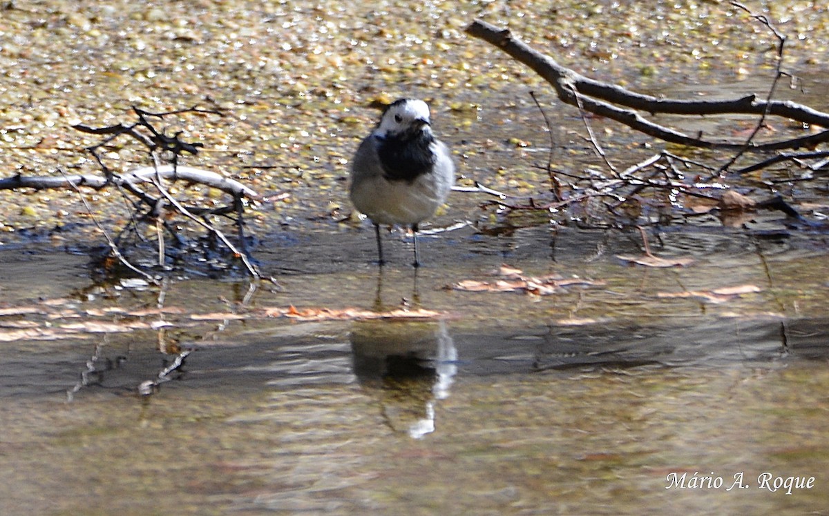 White Wagtail - ML619228259