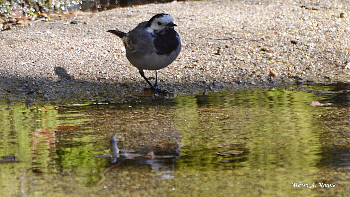 White Wagtail - Mário Roque