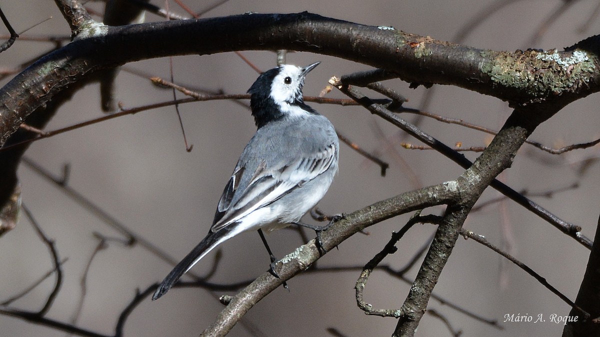 White Wagtail - ML619228261