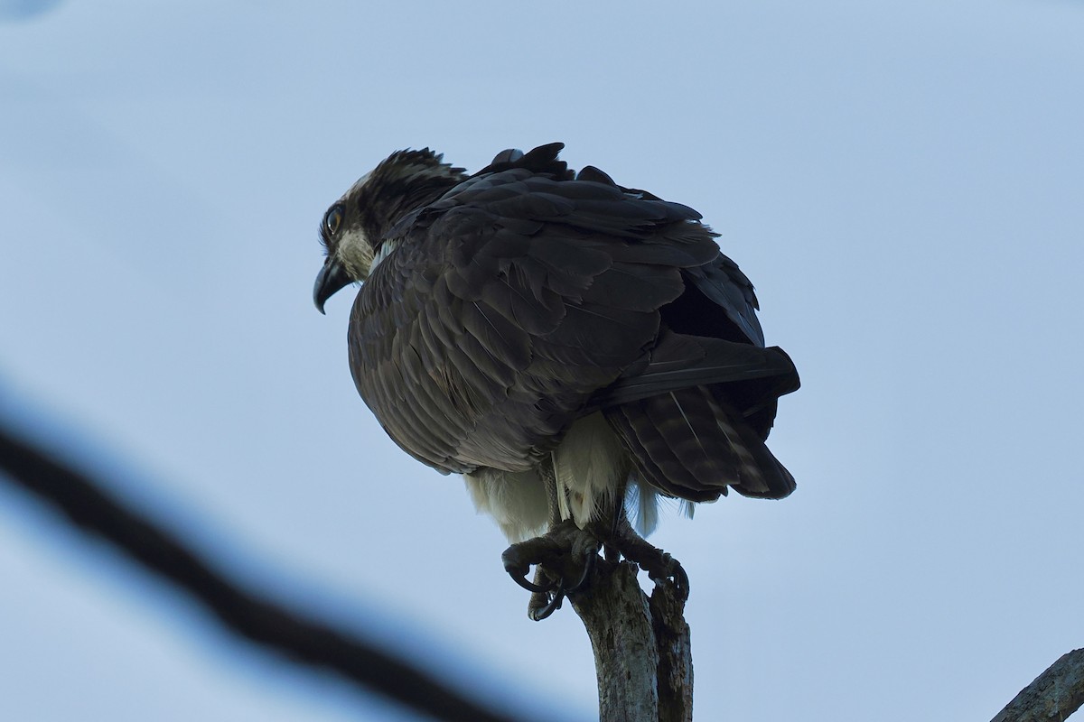 Águila Pescadora - ML619228262