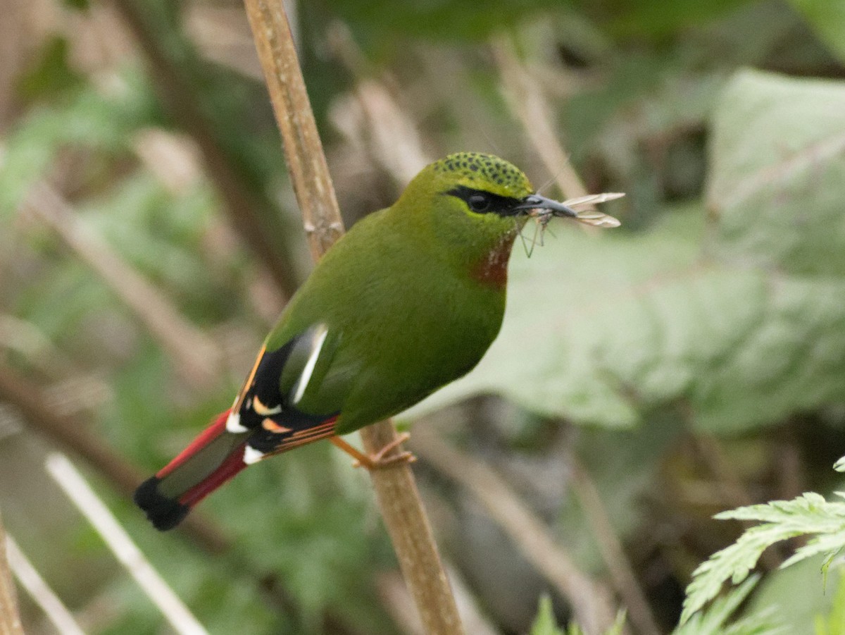 Fire-tailed Myzornis - Able Lawrence