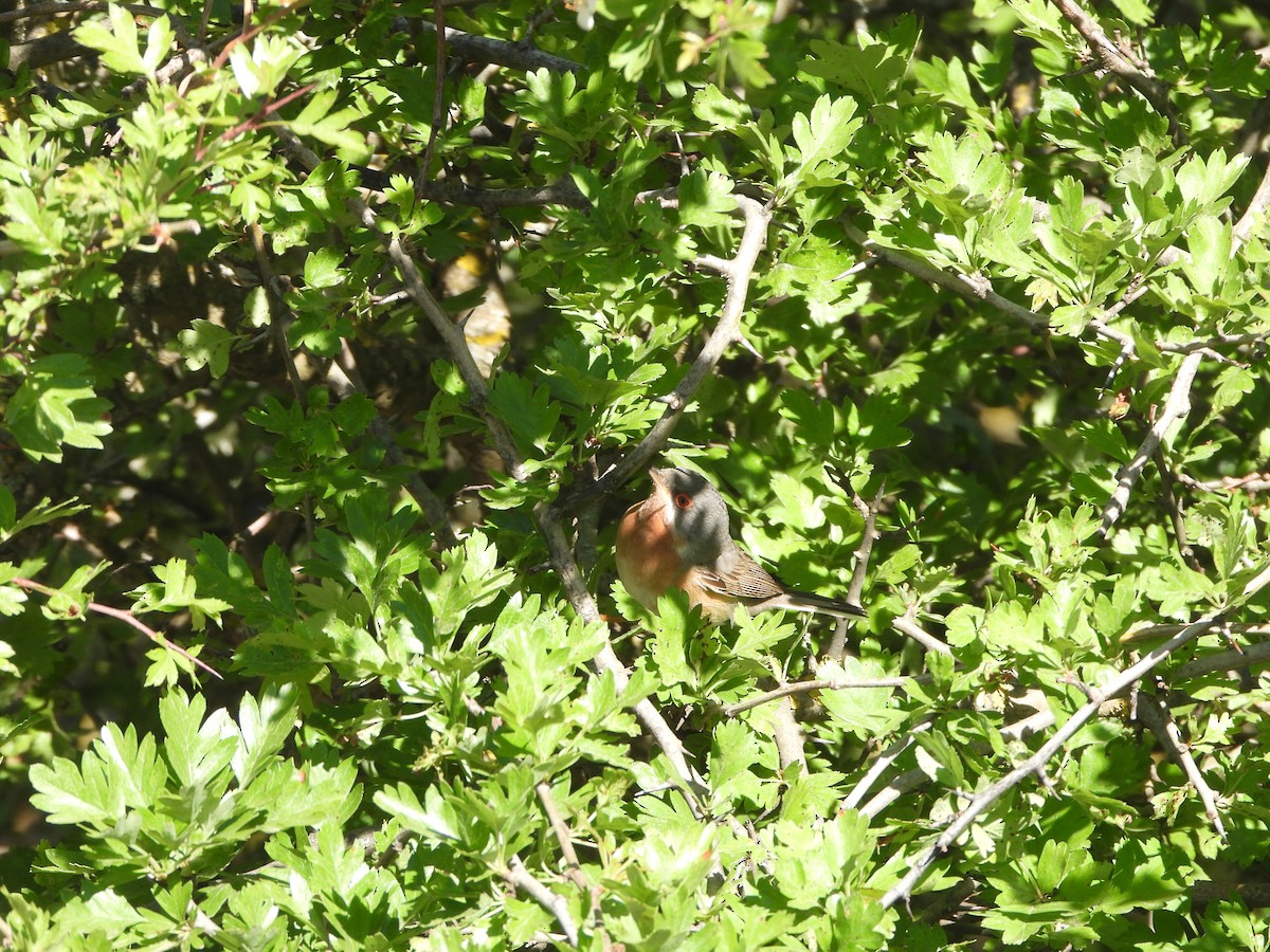 Western Subalpine Warbler - Bas Klep