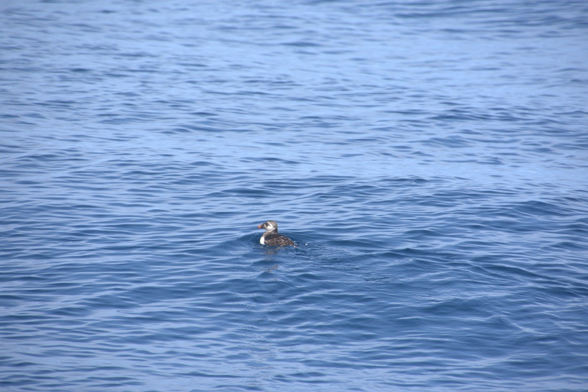 Atlantic Puffin - Mar Ilimitado