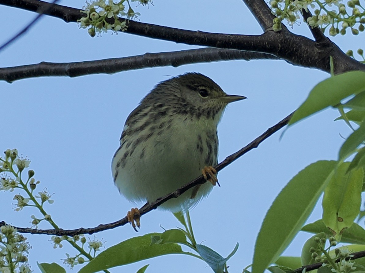 Blackpoll Warbler - Paul Kinzer