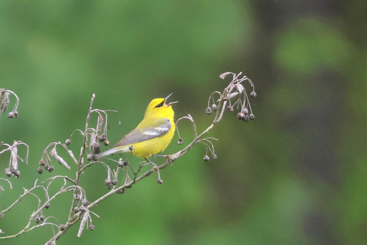 Blue-winged Warbler - David Nelson