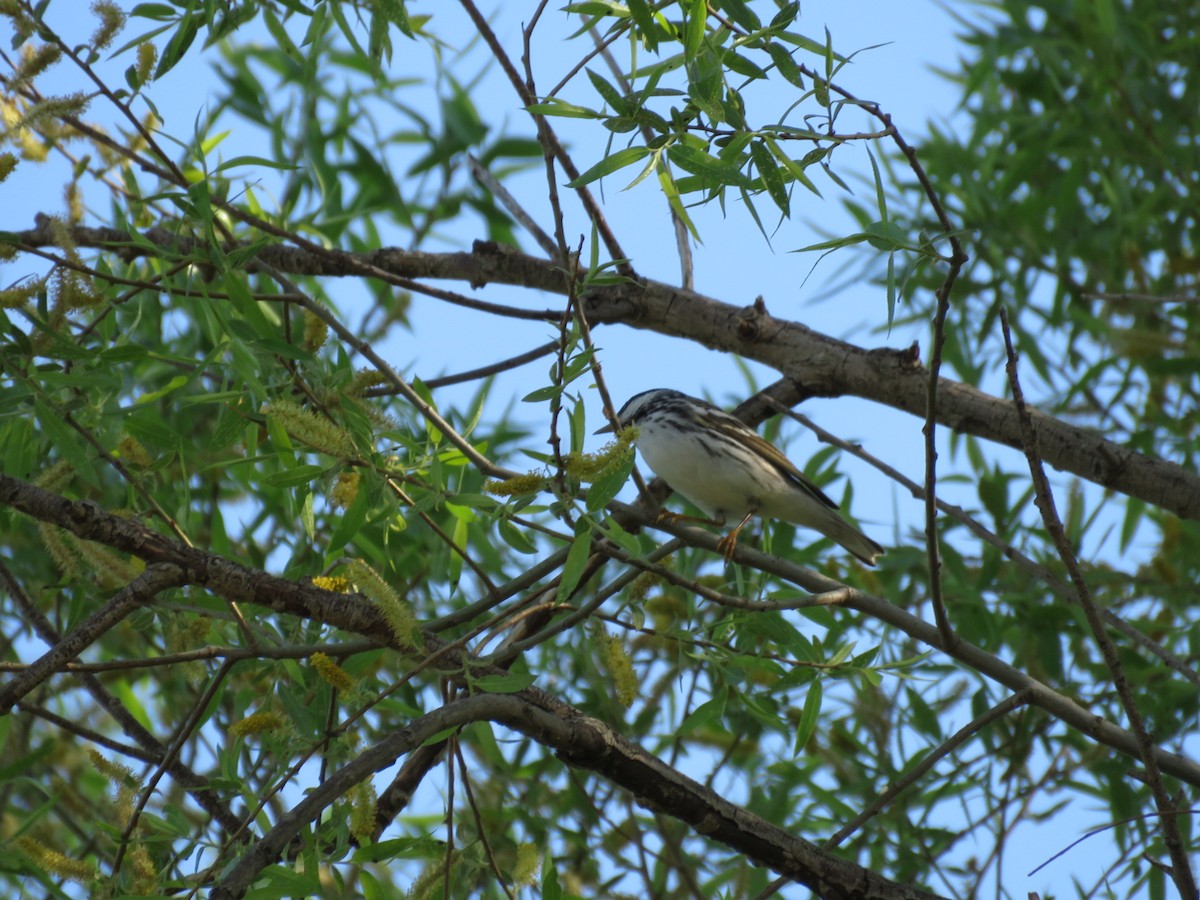 Blackpoll Warbler - ML619228280