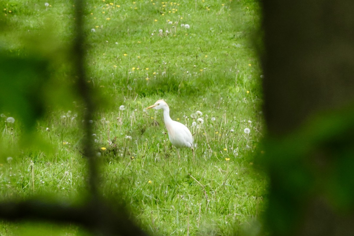 Western Cattle Egret - Jo Fasciolo