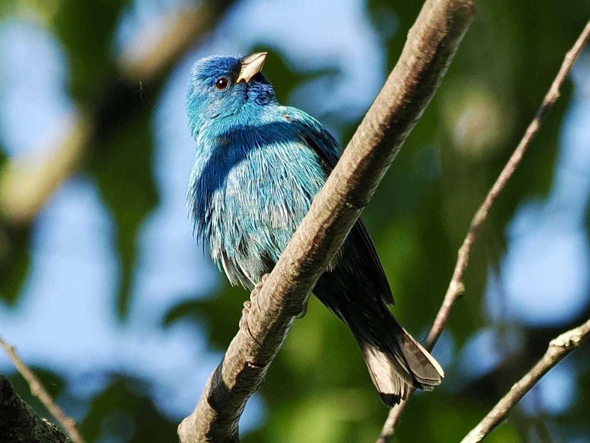 Indigo Bunting - ML619228292