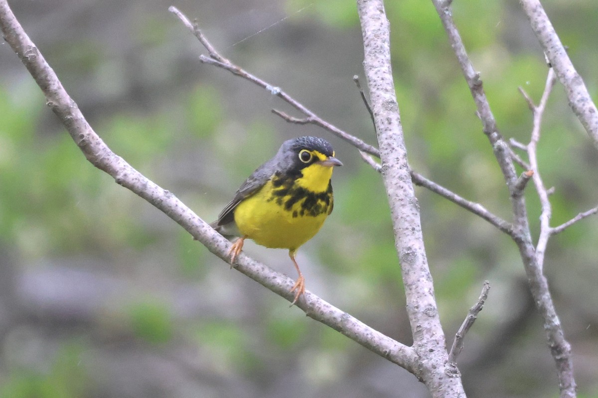 Canada Warbler - ML619228298