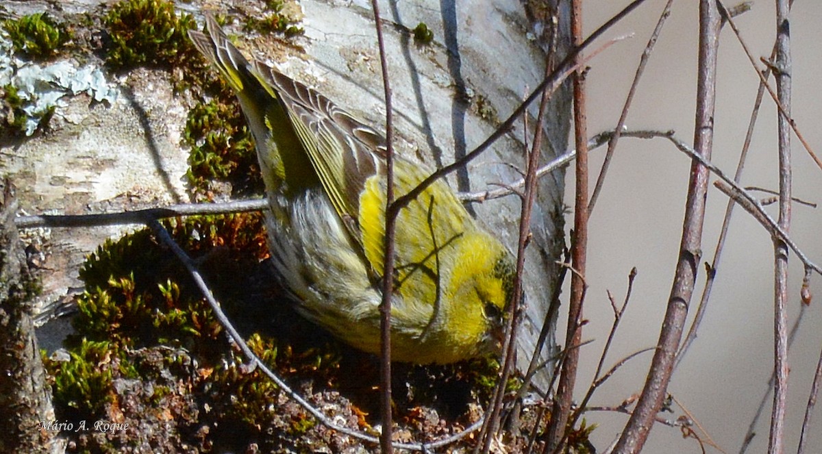 Eurasian Siskin - Mário Roque