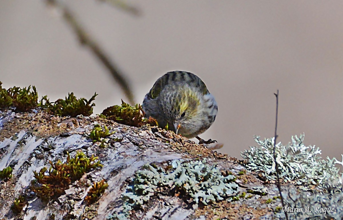 Eurasian Siskin - Mário Roque