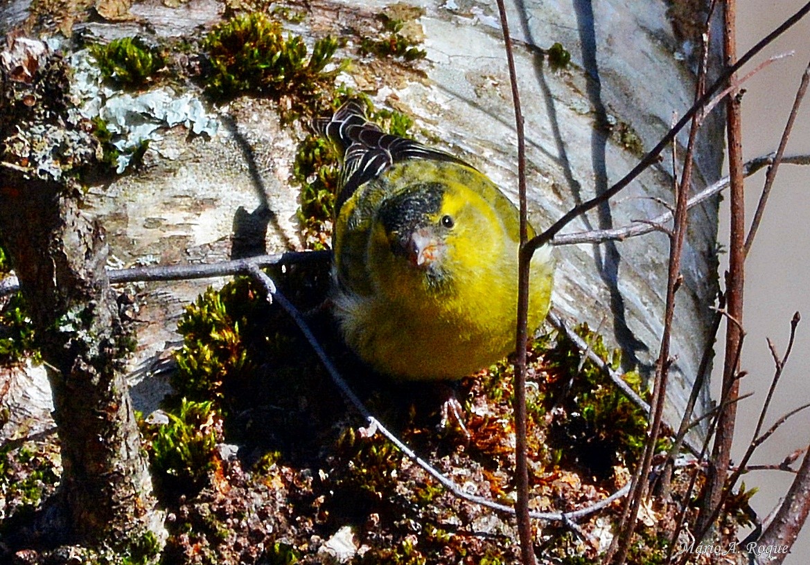 Eurasian Siskin - Mário Roque