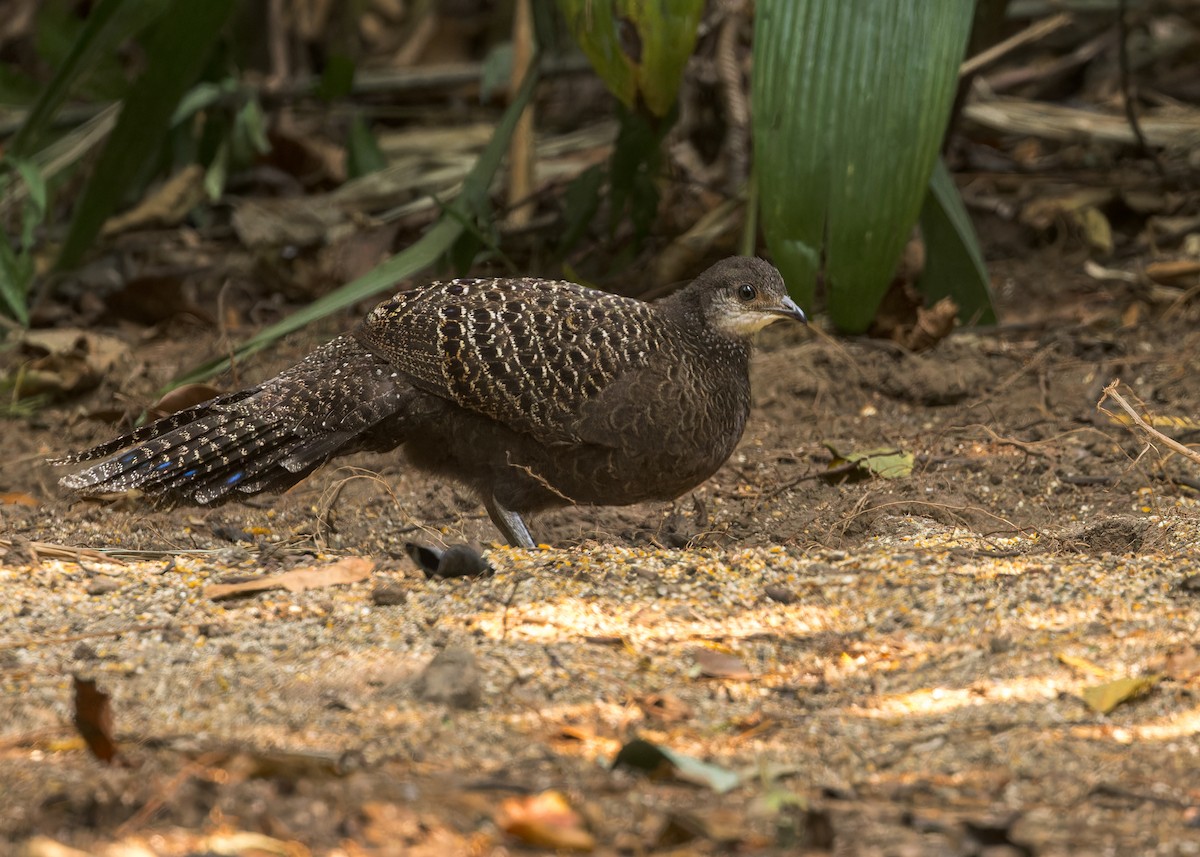 Gray Peacock-Pheasant - ML619228305