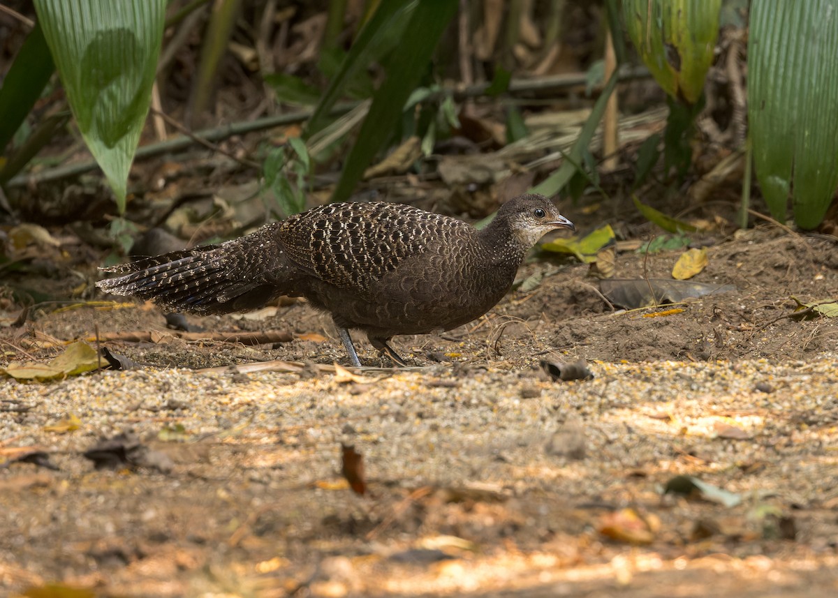 Gray Peacock-Pheasant - Ma Yan Bryant