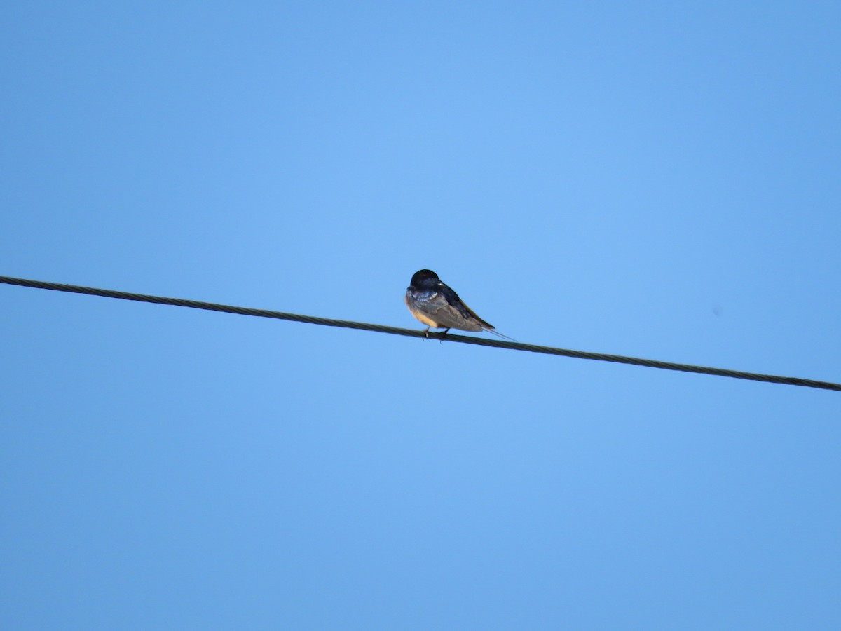 Barn Swallow - ML619228317