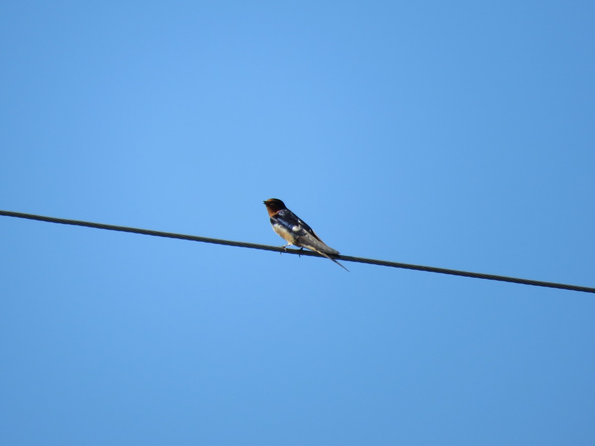 Golondrina Común - ML619228318