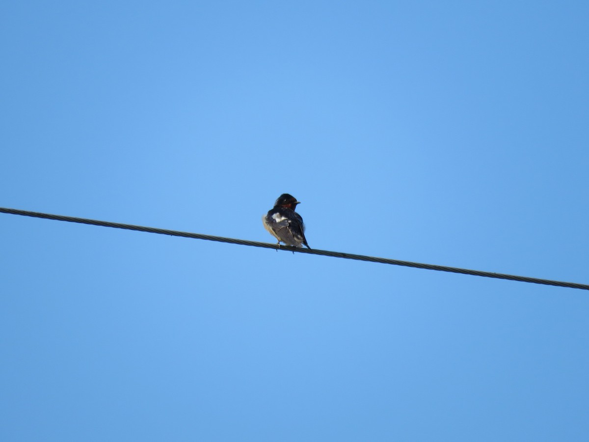 Barn Swallow - ML619228319