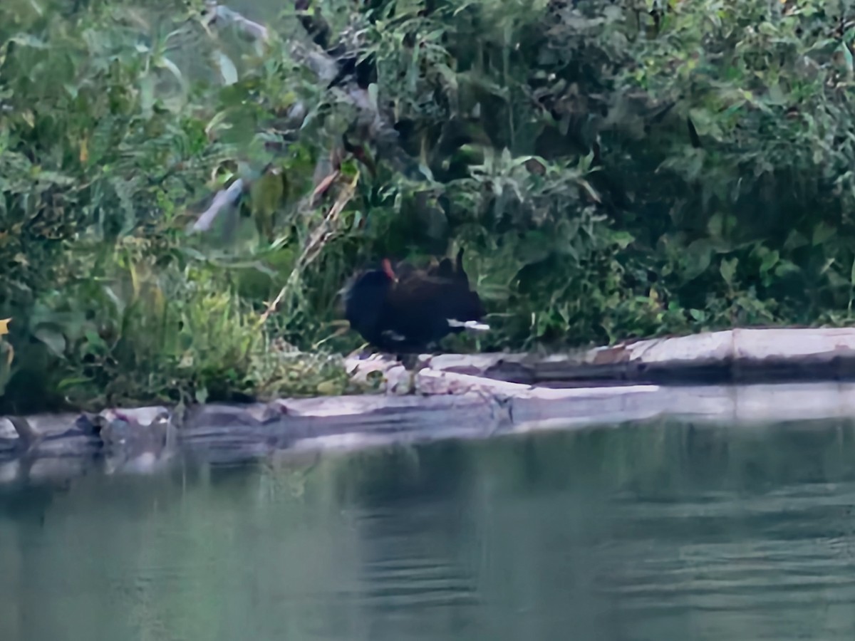 Eurasian Moorhen - jason wu