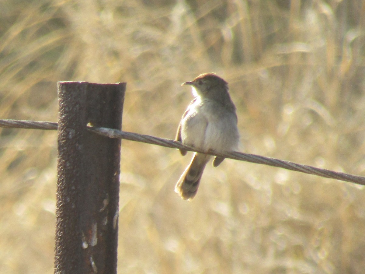 Red-headed Cisticola (Red-headed) - Gareth Bain