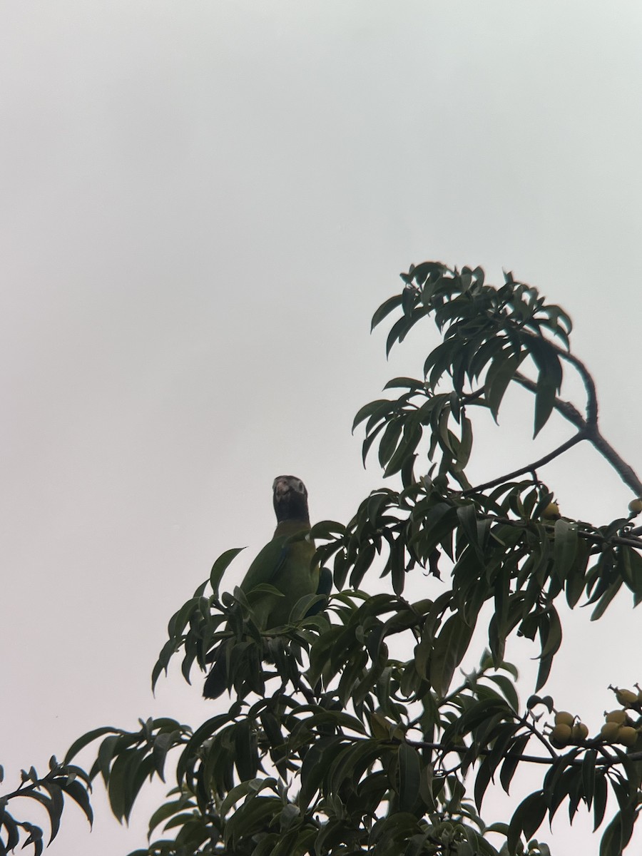 Brown-hooded Parrot - Brenda Sánchez