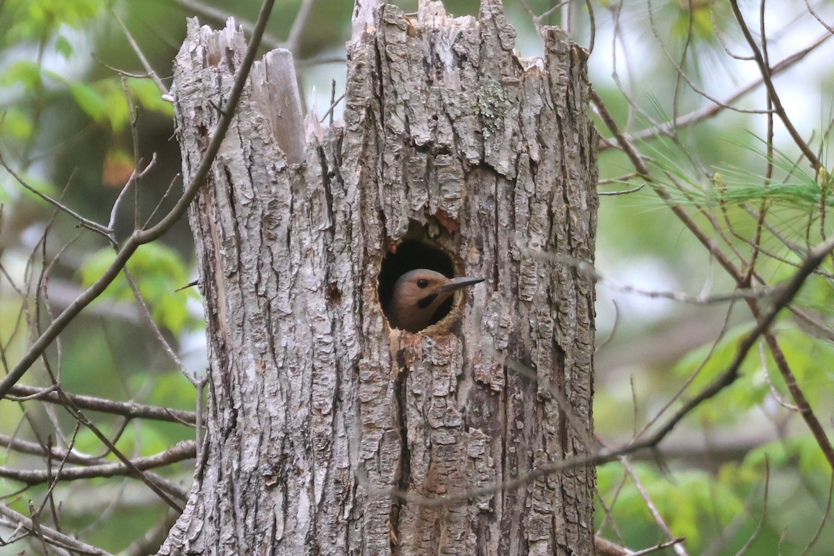 Northern Flicker (Yellow-shafted) - David Nelson