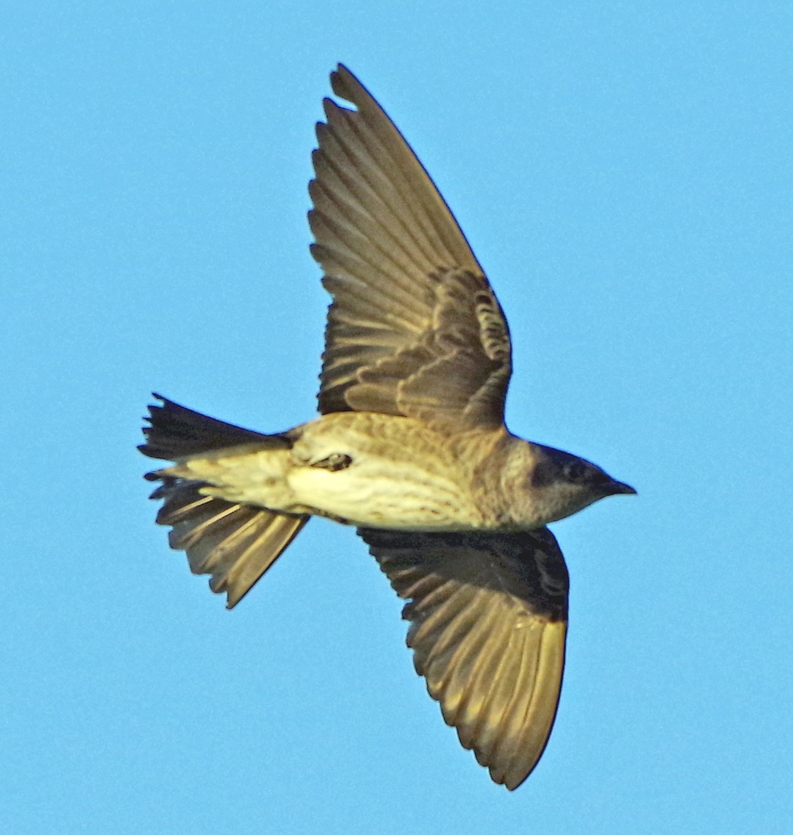 Northern Rough-winged Swallow - Bill Winkler