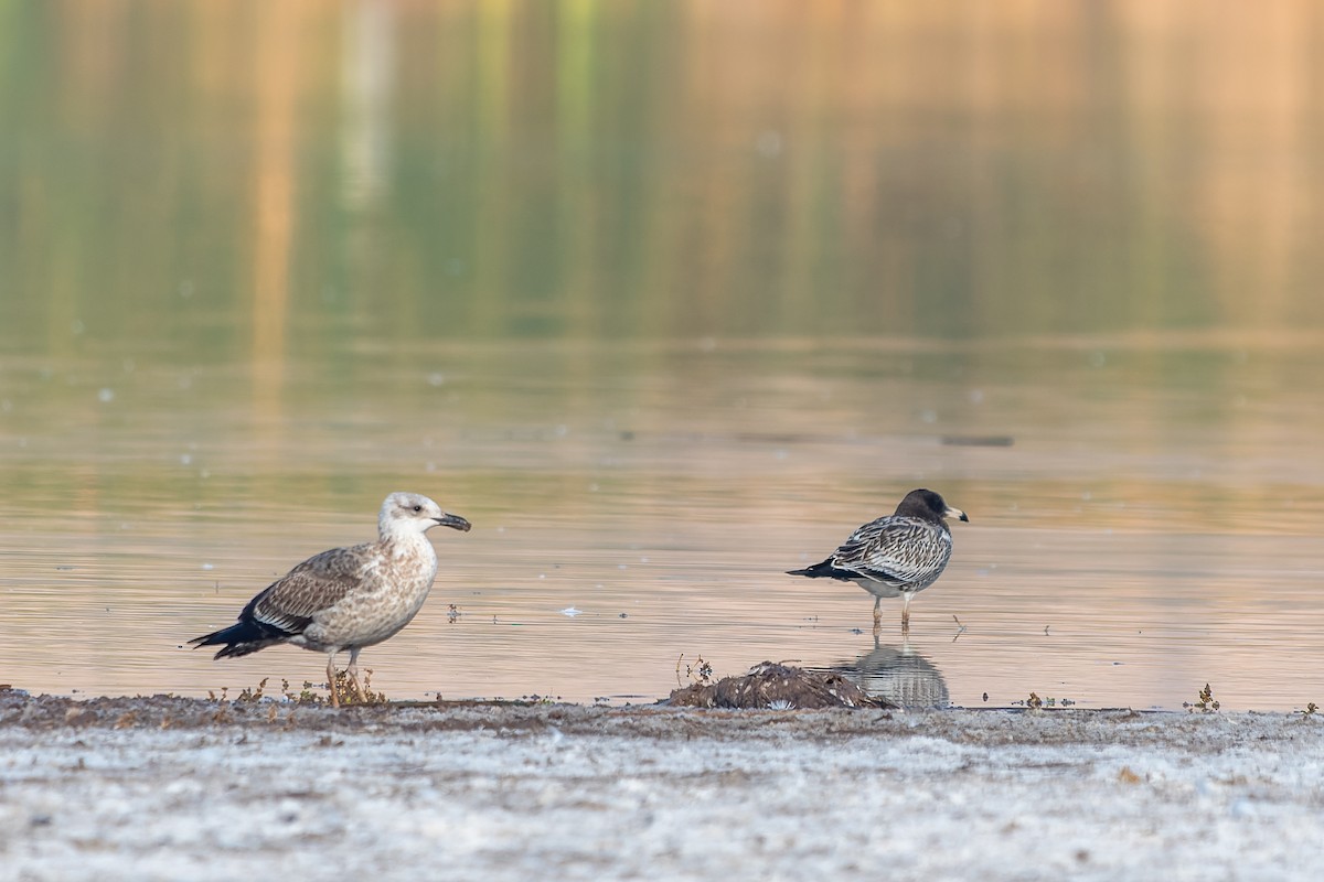 Belcher's Gull - Jorge Ugalde