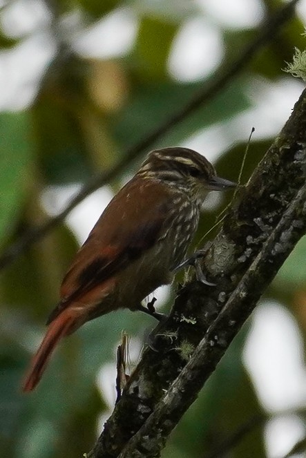 Streaked Xenops - Paul von Dewitz