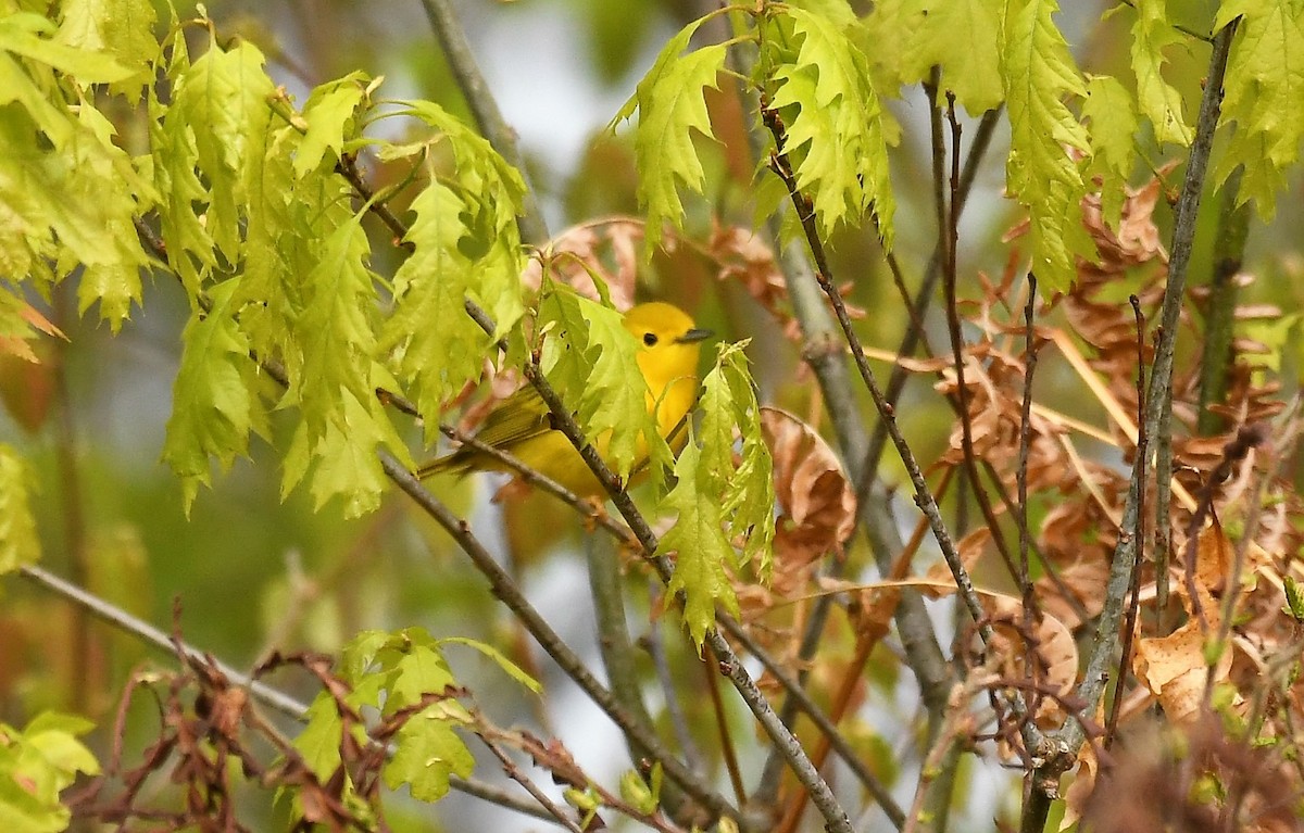 Yellow Warbler - Marcia Suchy