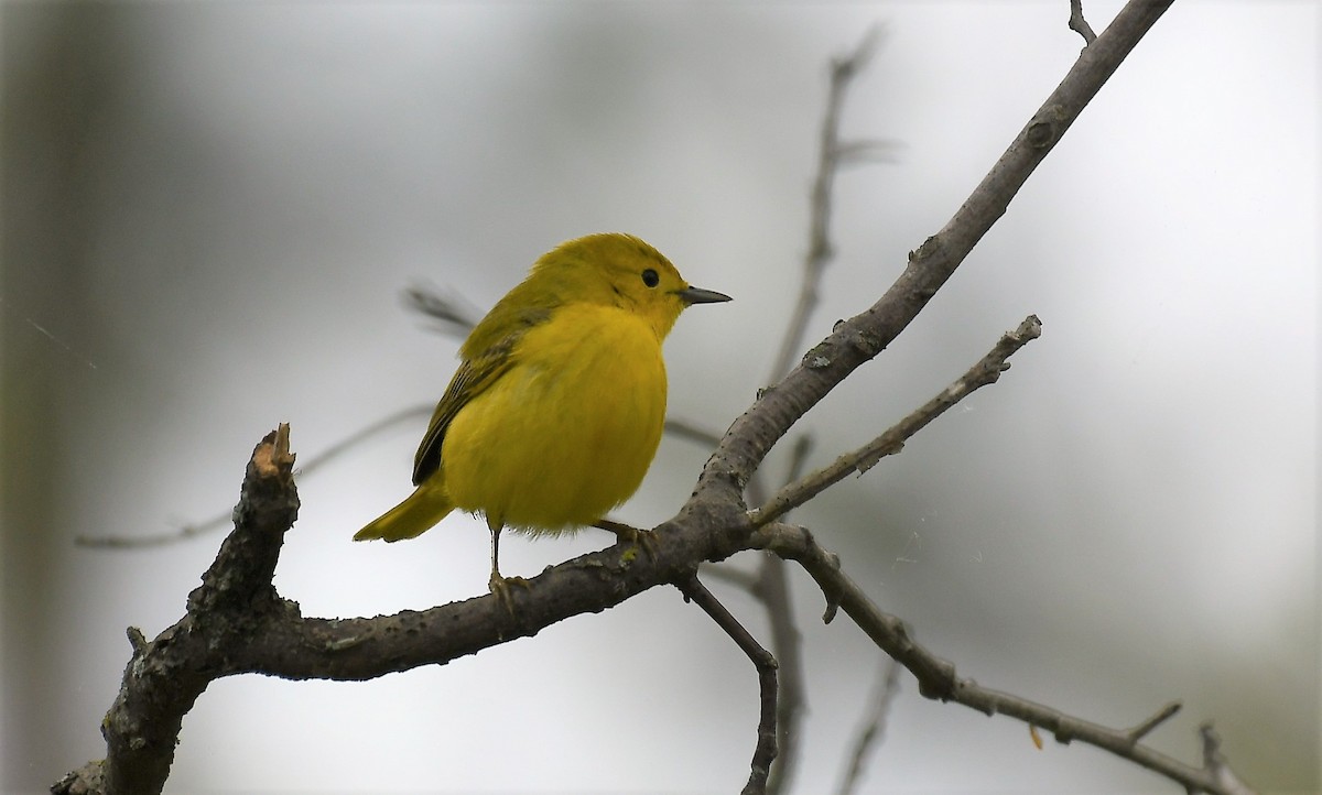 Yellow Warbler - Marcia Suchy