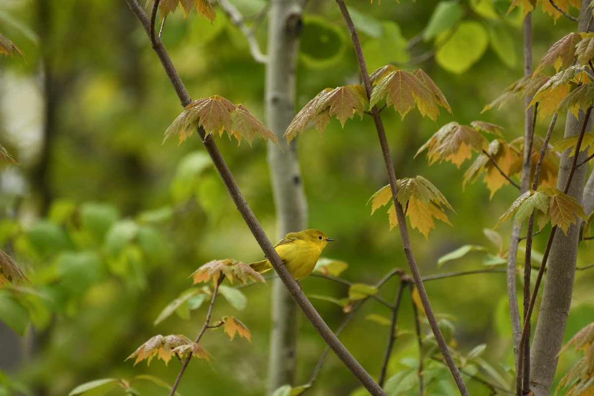 Yellow Warbler - Marcia Suchy