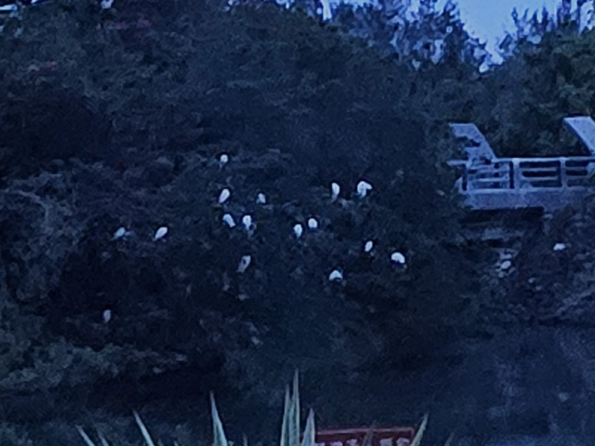 Eastern Cattle Egret - jason wu