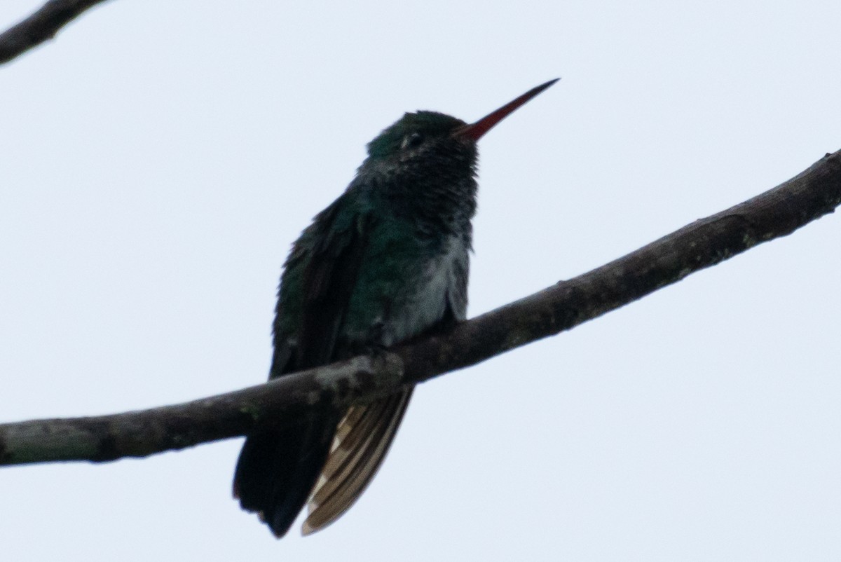 Glittering-throated Emerald - Paul von Dewitz