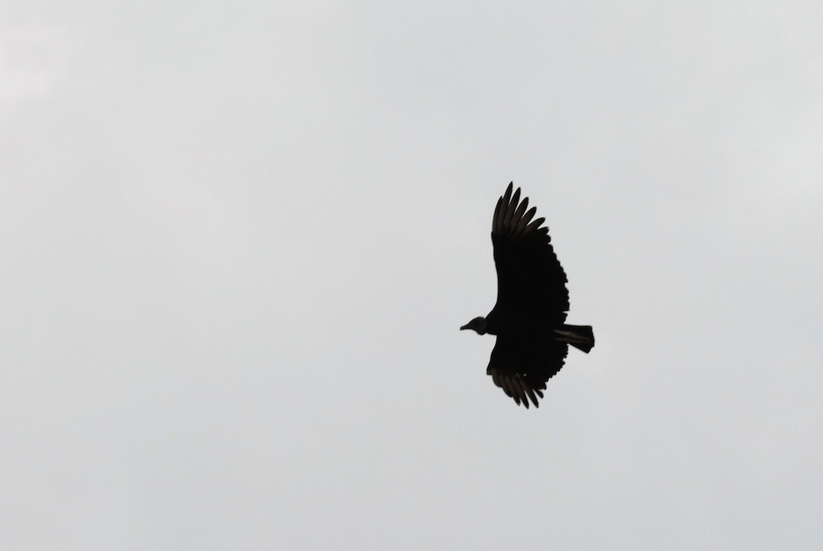 Black Vulture - César Agudelo