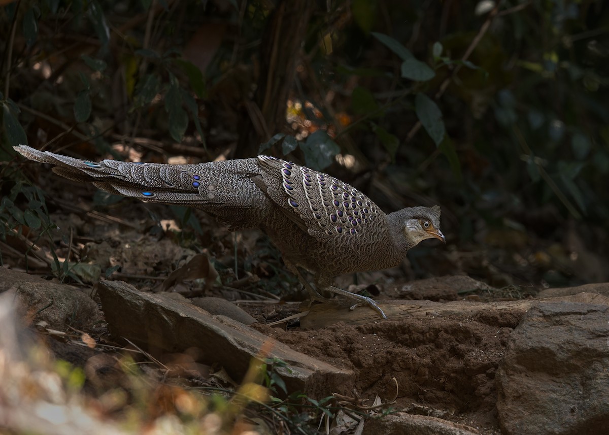 Gray Peacock-Pheasant - ML619228420