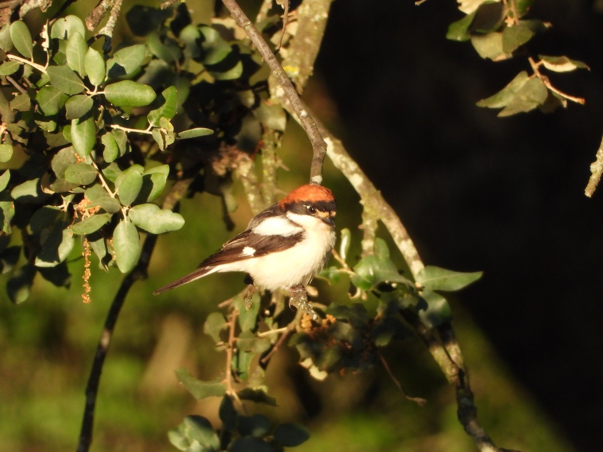 Woodchat Shrike - ML619228421