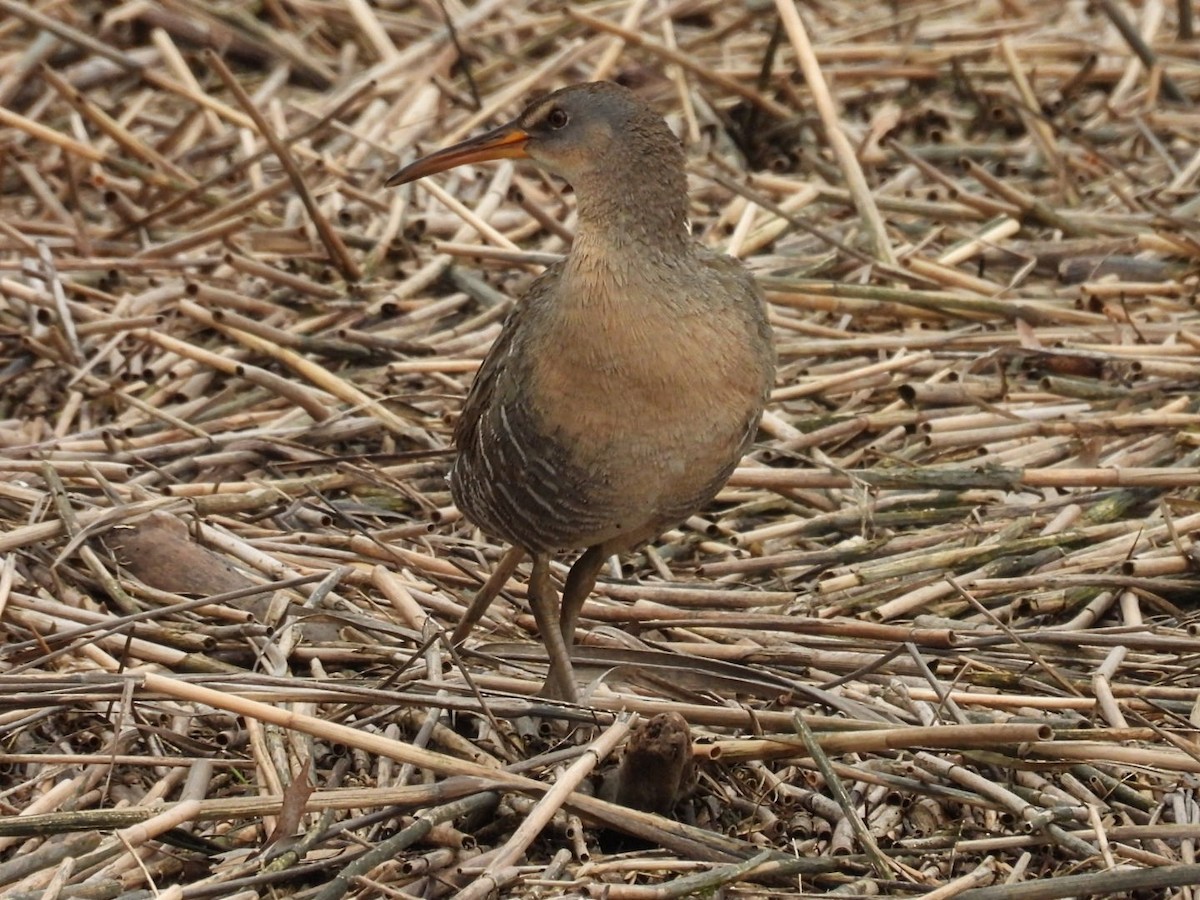 Clapper Rail - Robert Rimkoski