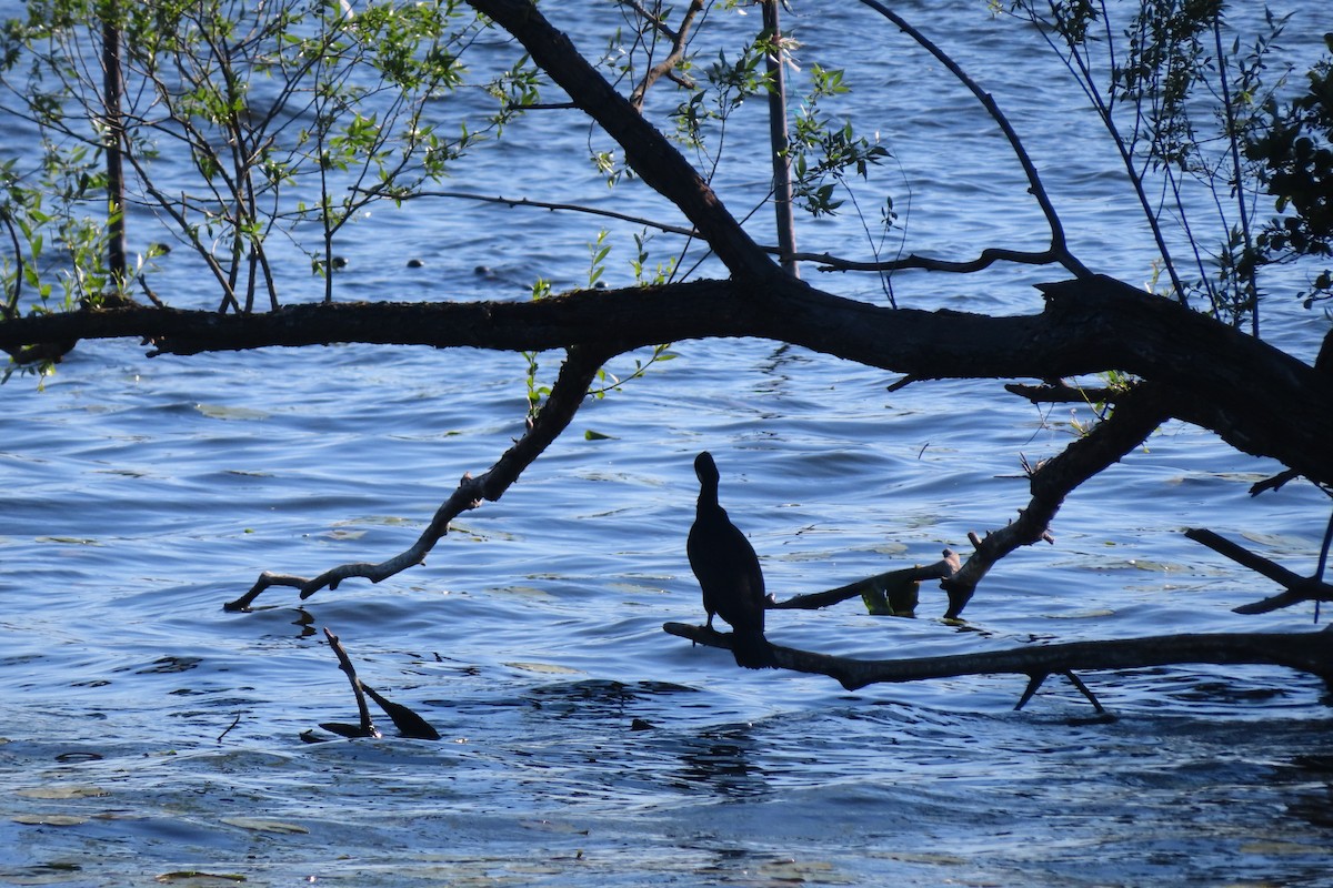 Great Cormorant - Linda White