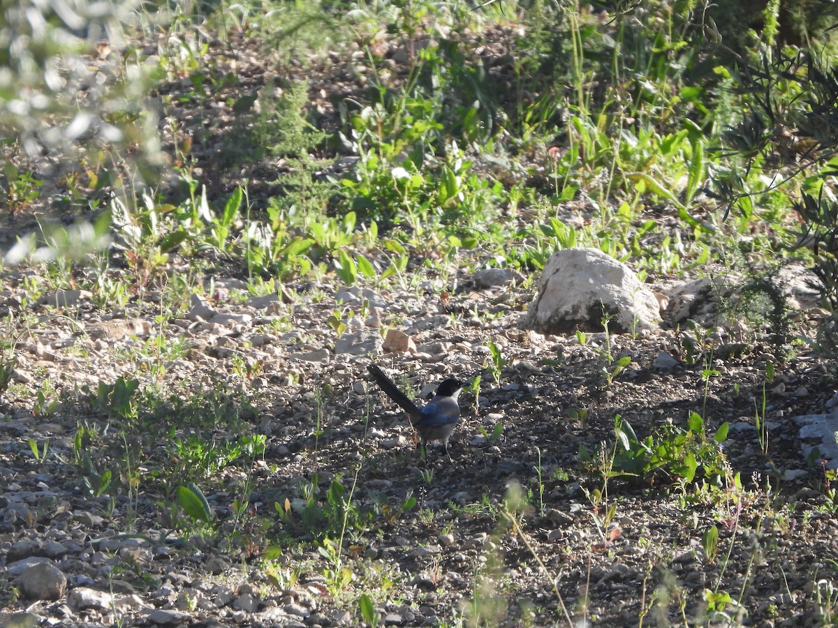 Iberian Magpie - Bas Klep