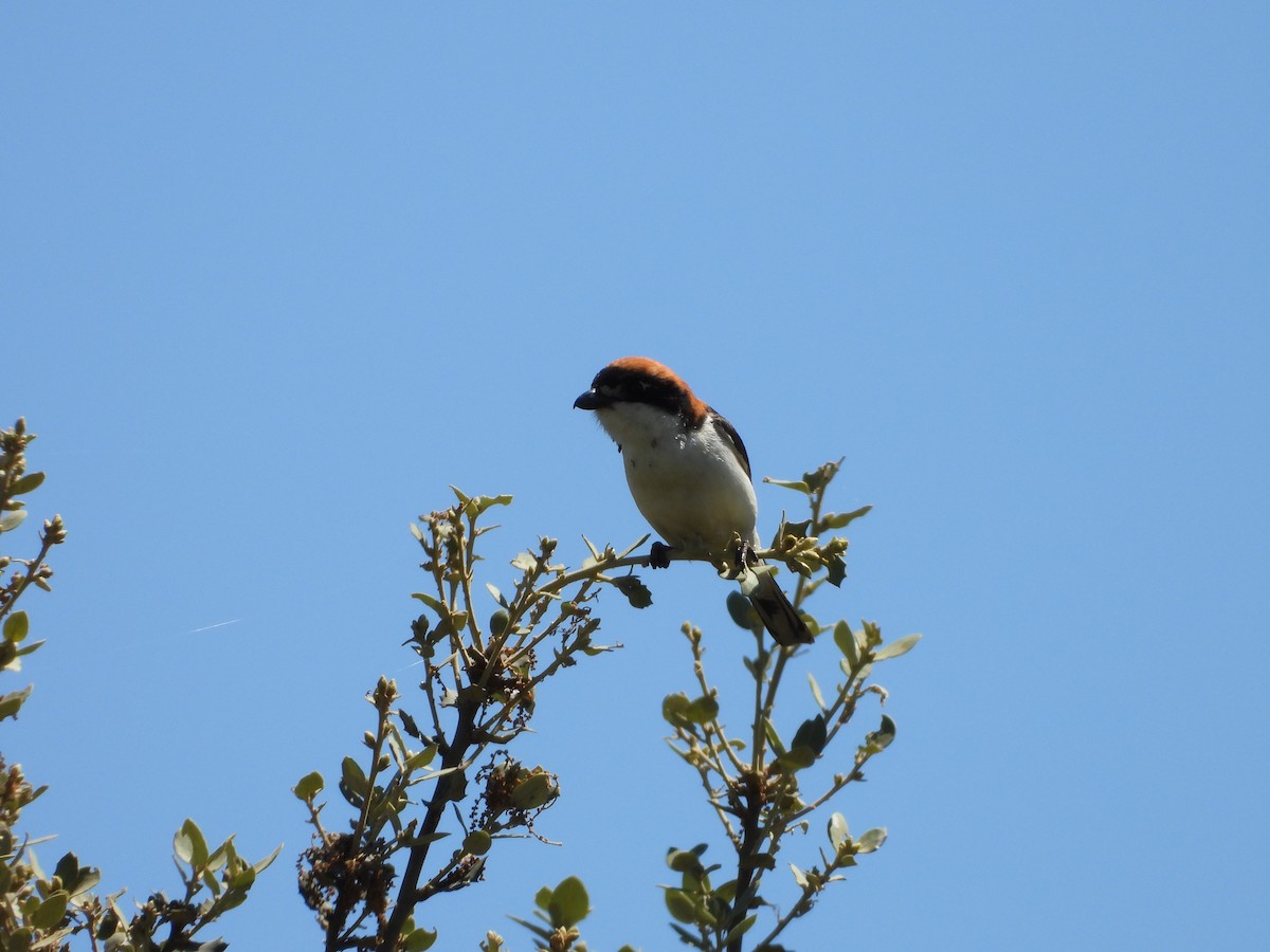 Woodchat Shrike - ML619228430