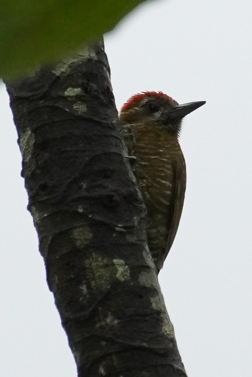 Little Woodpecker - Paul von Dewitz