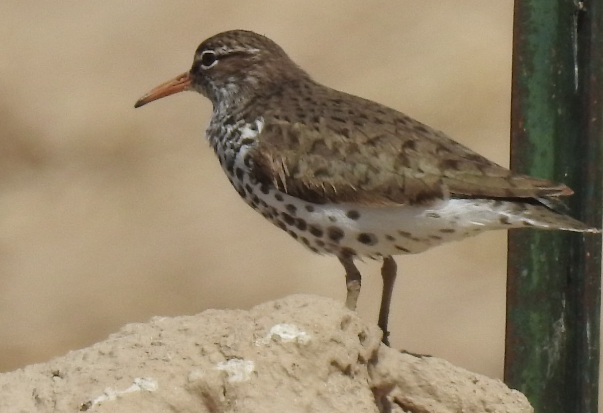 Spotted Sandpiper - JC Clancy