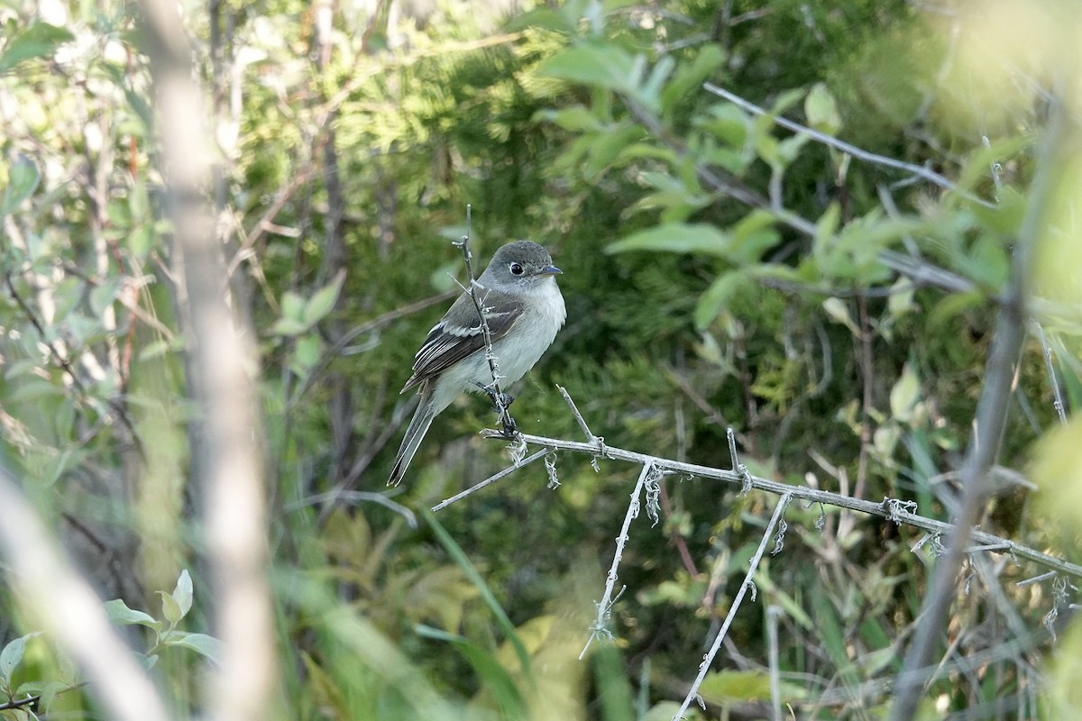 Least Flycatcher - Carol MacKenzie