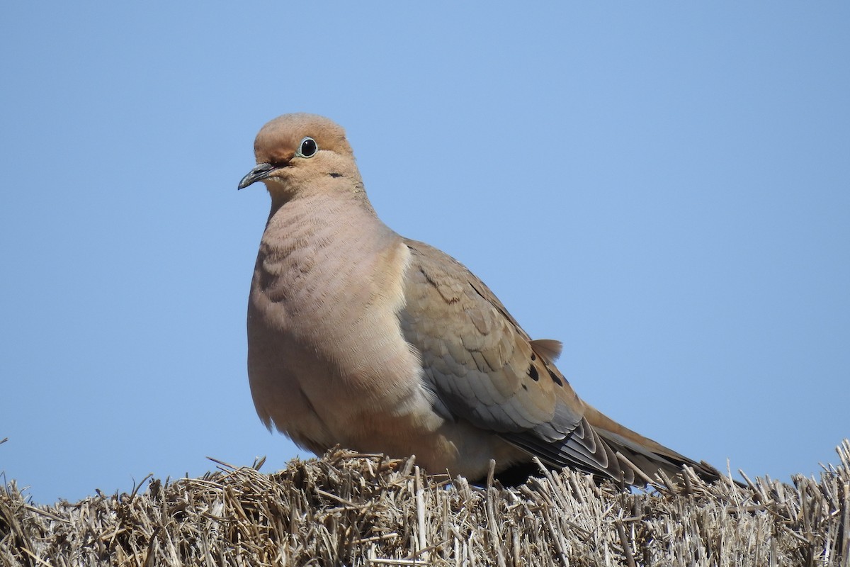 Mourning Dove - JC Clancy