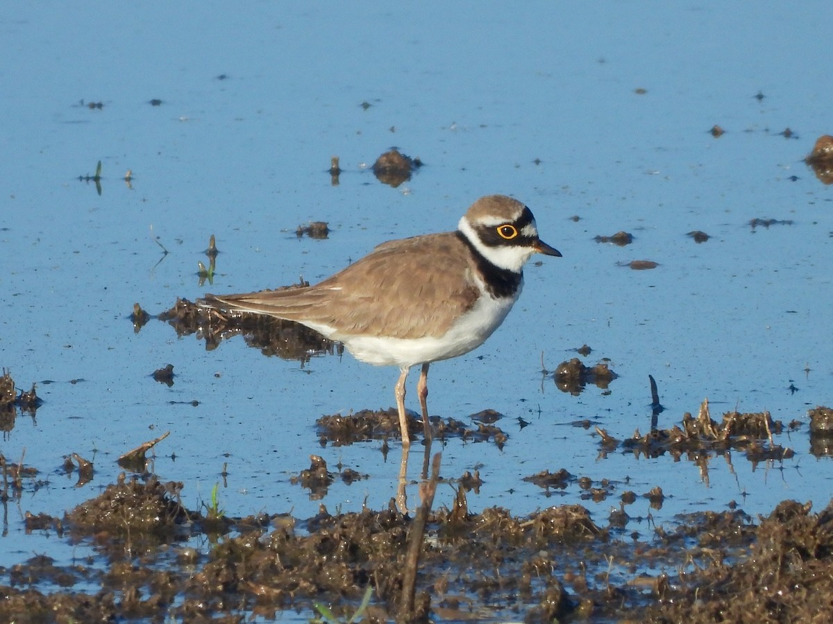 Little Ringed Plover - Eugenio Collado