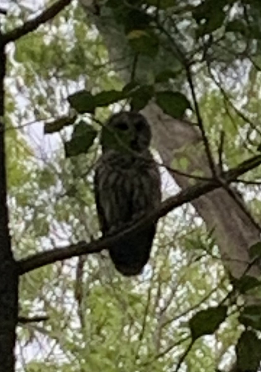 Barred Owl - ML619228462