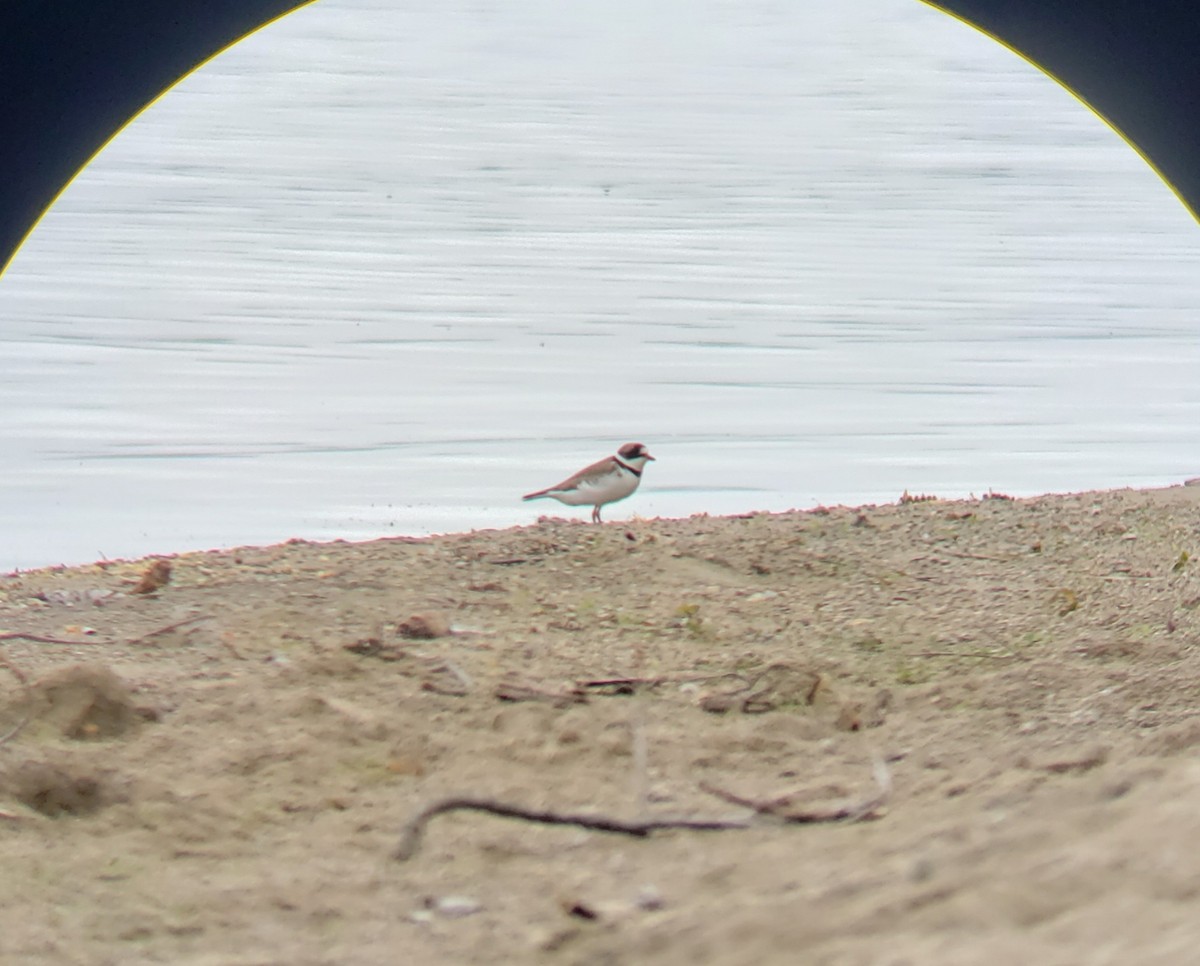 Semipalmated Plover - ML619228484