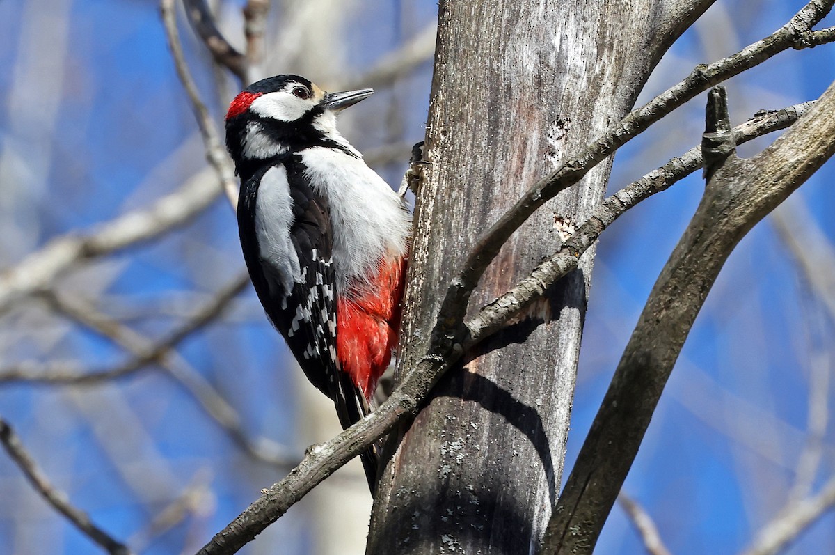 Great Spotted Woodpecker - Phillip Edwards
